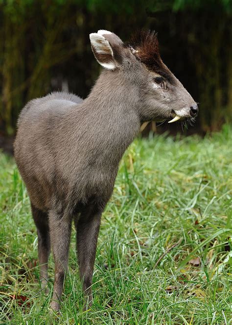animals that people don't know exist.